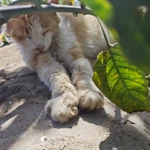 Фото к отзыву Николай Голоков
