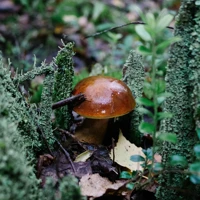 Фото Annznamya