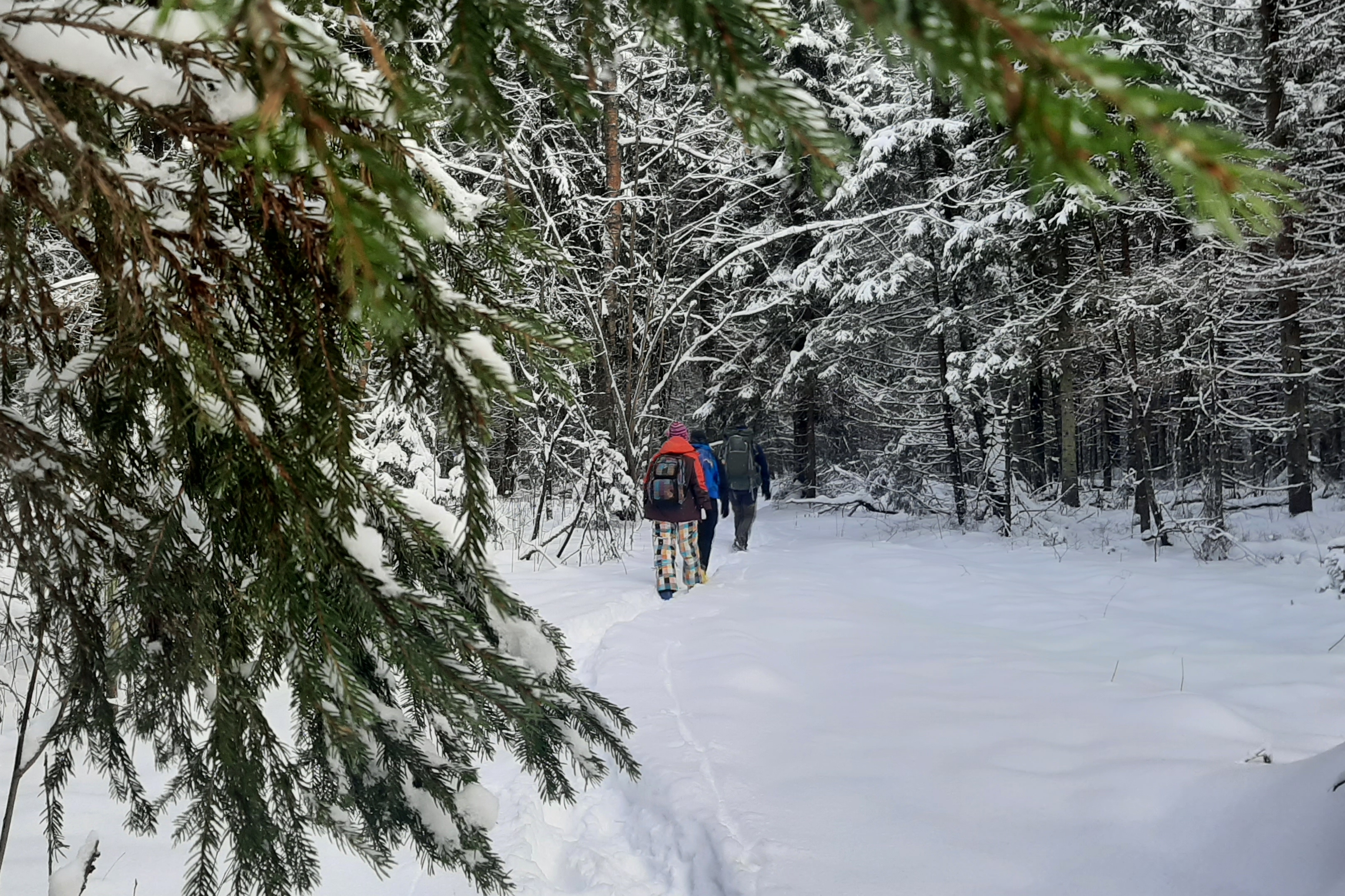 Пешком по снежному лесу