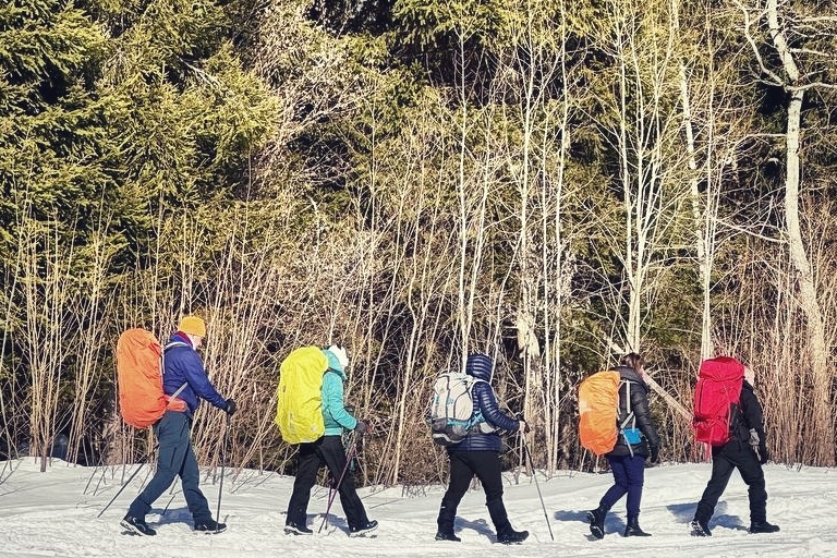 Прогулка по живописным лесным тропам