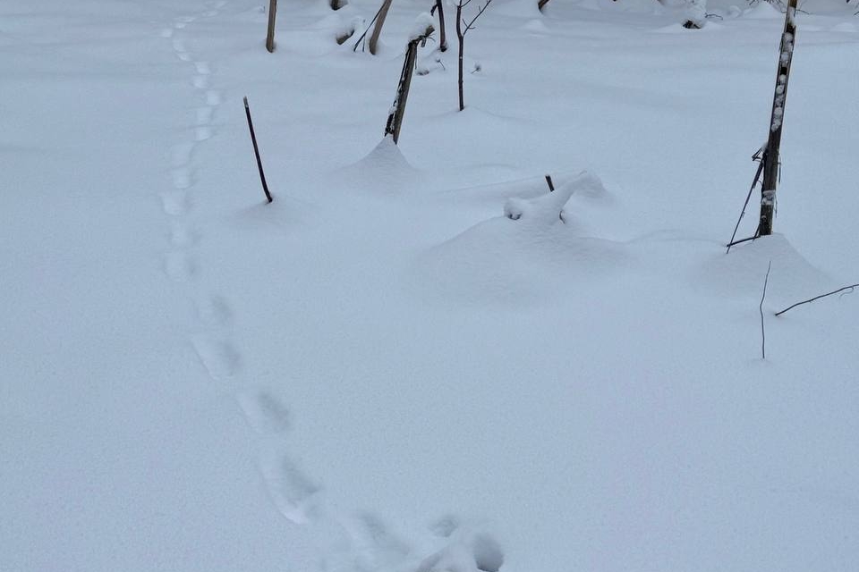 Лесные истории