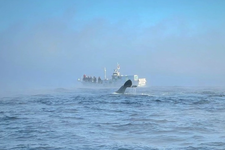 Морские обитатели