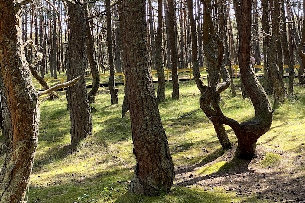 Танцующий лес