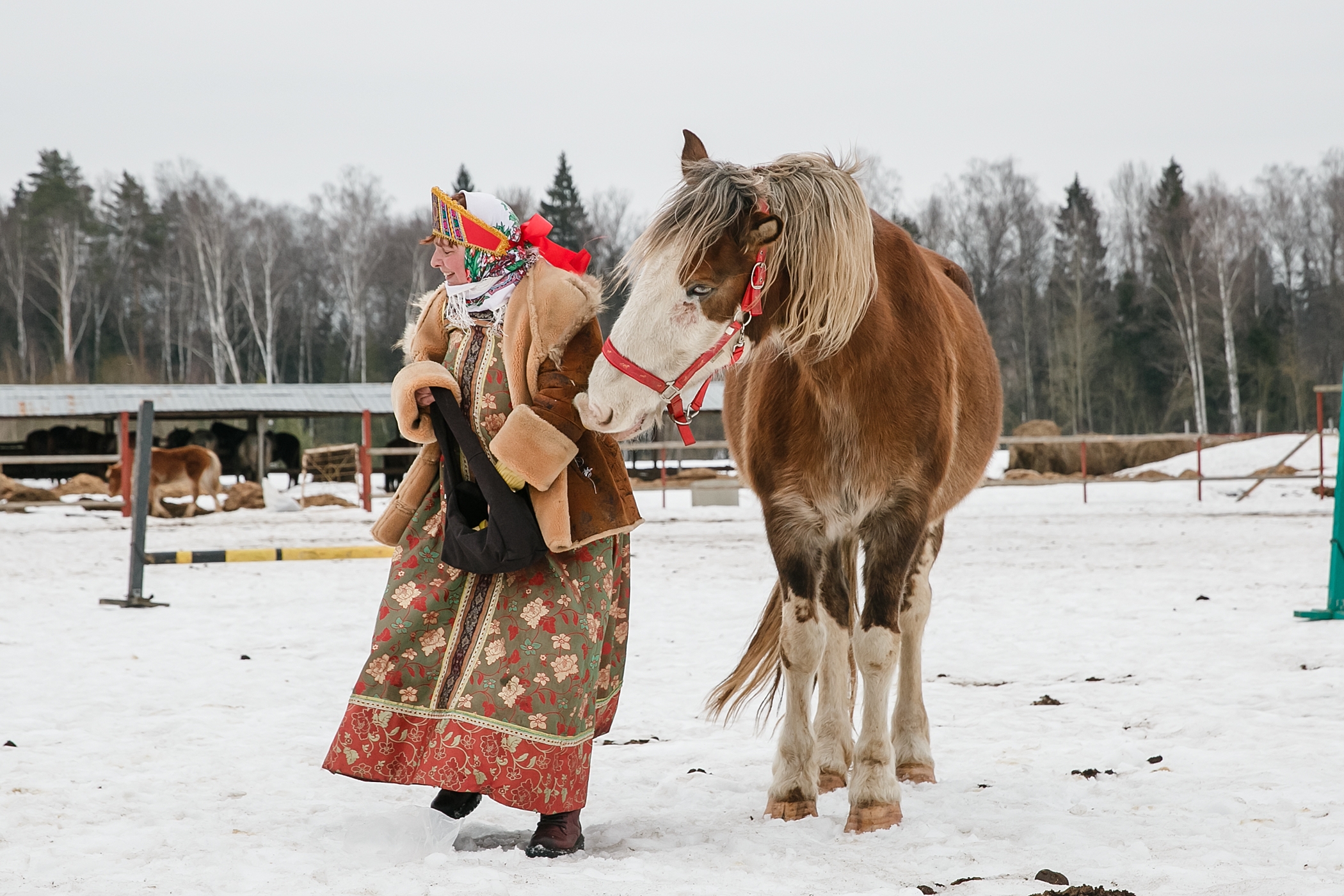 Дружба с лошадками
