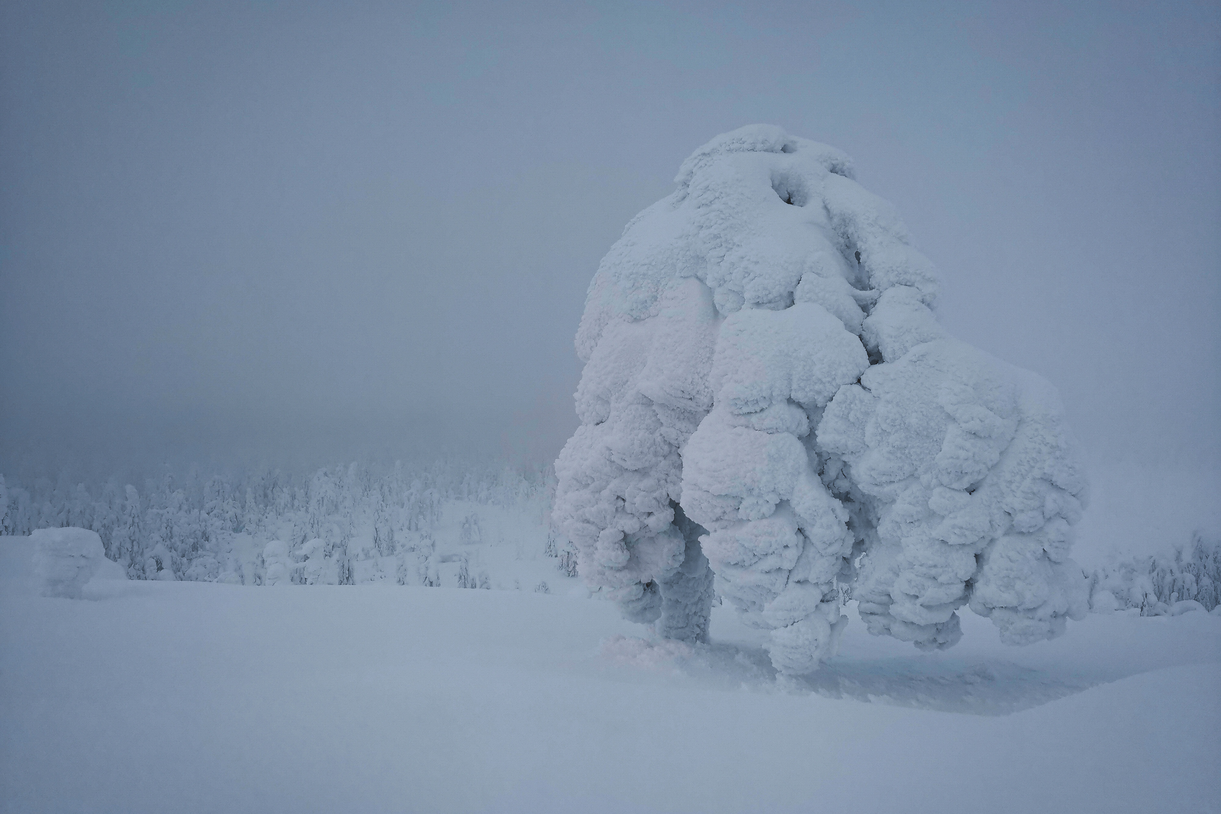 Снежные тролли