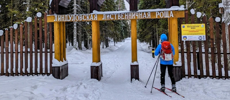 Лыжная прогулка по Линдуловской роще. Однодневный выезд из Петербурга