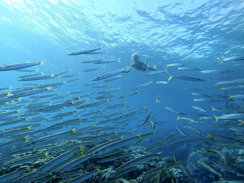 barrakuda red sea